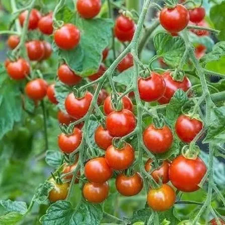 Cherry Tomato Pot 12 Main image