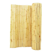 Bamboo